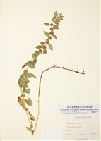 藏品(毛野薄荷)的圖片